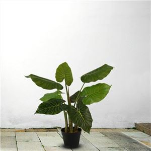 อะโลเซียเทียม
