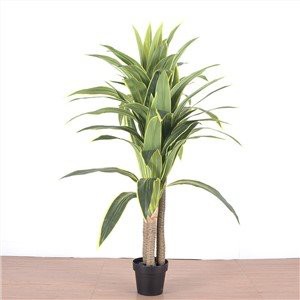 ประดิษฐ์ Dracaena Fragrans